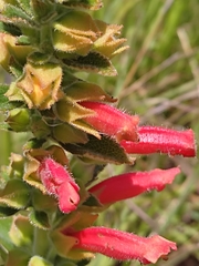 Sinningia incarnata
