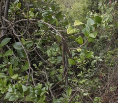 Elytropus chilensis