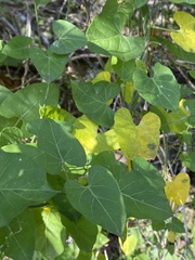 Matelea edwardsensis