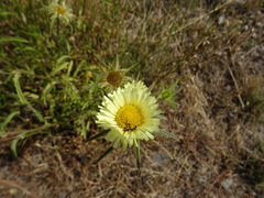 Pallenis spinosa spinosa