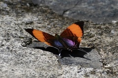 Marpesia corita