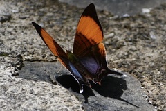 Marpesia corita