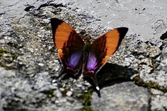 Marpesia corita