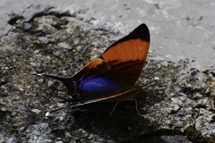 Marpesia corita