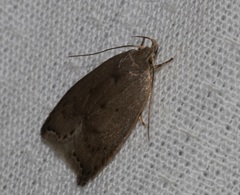 Scythropiodes
