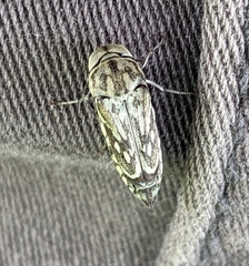 Yakuhananomia bidentata