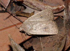 Athetis bremusa