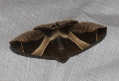 Bastilla crameri