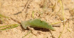 Elysia chlorotica