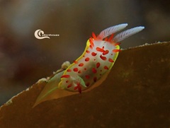 Diaphorodoris papillata