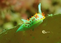 Diaphorodoris papillata