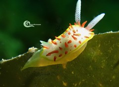 Diaphorodoris papillata