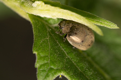 Epilachna obscurella