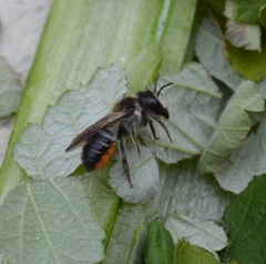 Megachile genalis