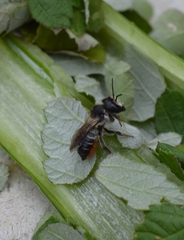 Megachile genalis