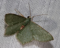 Hemithea tritonaria