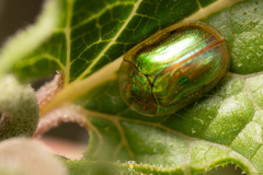 Charidotella succinea