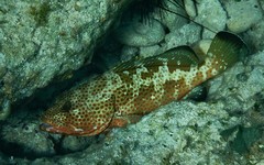 Epinephelus guttatus