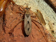 Narvesus carolinensis