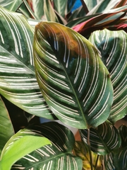 Goeppertia sanderiana