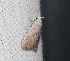 Meganola brunellus