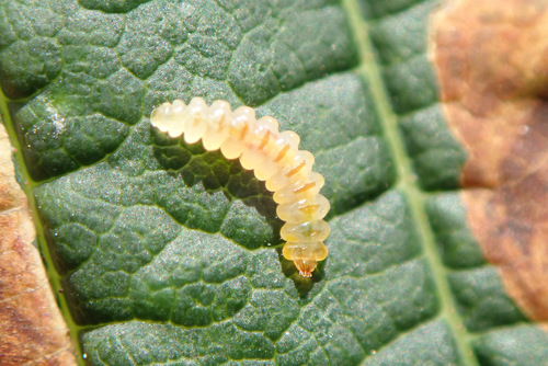 Horse-chestnut Leafminer