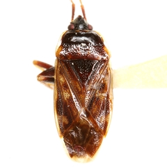 Neopetissius
