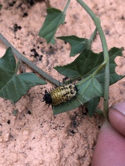 Chelymorpha cassidea