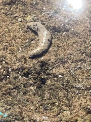 Holothuria atra