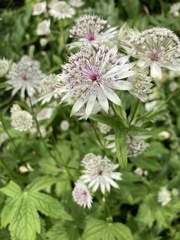 Astrantia