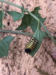 Chelymorpha cassidea