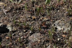 Euphydryas editha bayensis