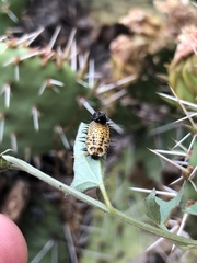 Chelymorpha cassidea
