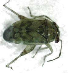 Coridromius chenopoderis