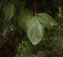 Laurelia sempervirens