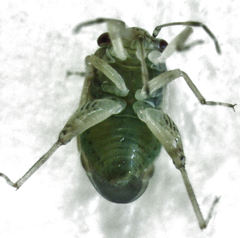 Coridromius chenopoderis