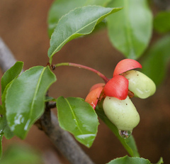 Ochna inermis