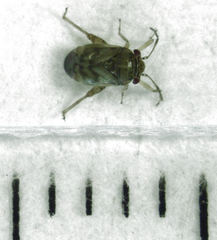 Coridromius chenopoderis