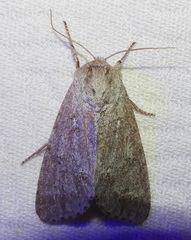 Acronicta