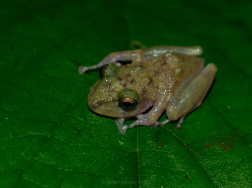 Yucatan rainfrog