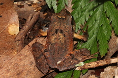 Platyplectrum fletcheri