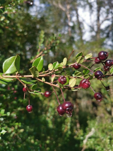 Luma apiculata