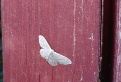 Idaea aversata