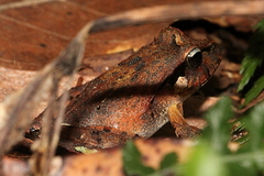 Platyplectrum fletcheri