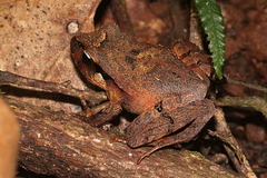 Platyplectrum fletcheri