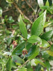 Myrceugenia planipes