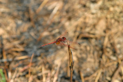 Trithemis arteriosa