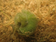 Elysia chlorotica