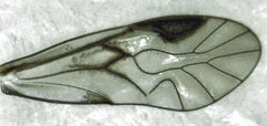 Euryphallus stigmaticus