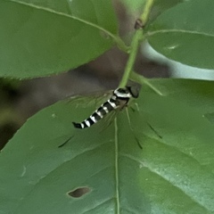 Chrysopilus ornatus